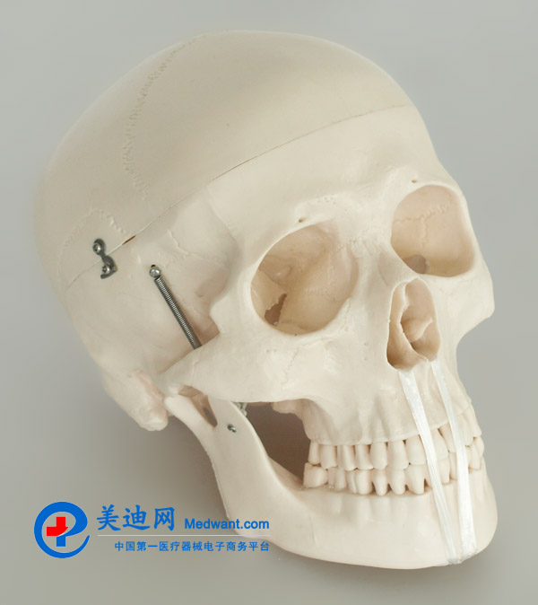 益聯  全身散骨模型  自然大  YLM/A11103