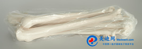 益聯  全身散骨模型  自然大  YLM/A11103