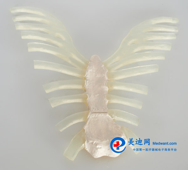 益聯  全身散骨模型  自然大  YLM/A11103