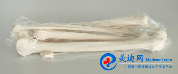 益聯  全身散骨模型  自然大  YLM/A11103