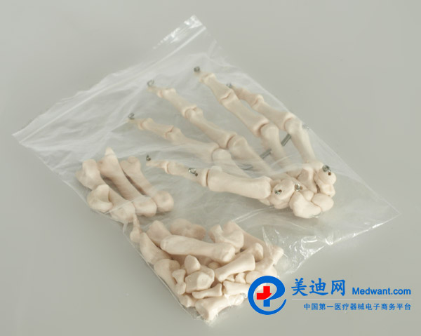 益聯  全身散骨模型  自然大  YLM/A11103